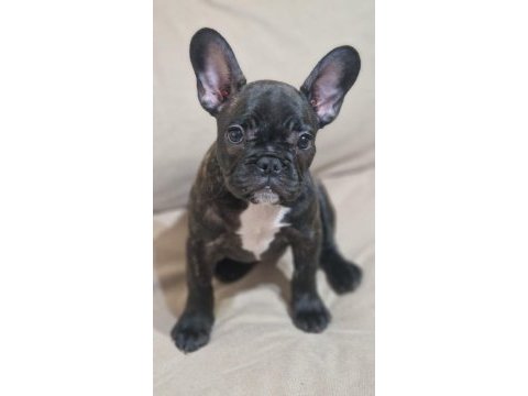 French bulldog