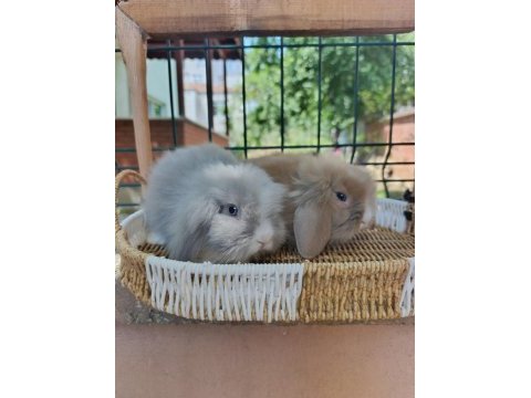 Hollanda teddy lop tavşanı yavrular