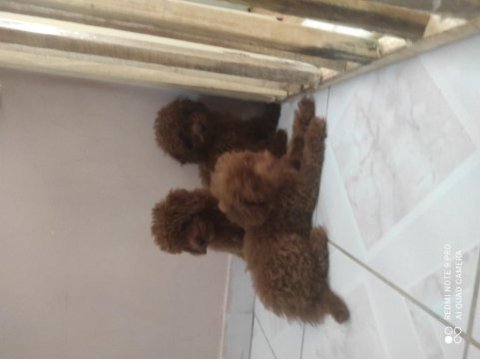 6 aylık bir karışa yakın kore poodle köpekler