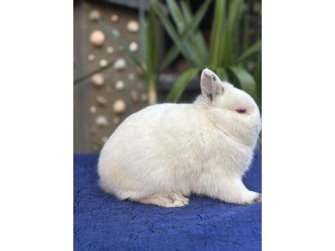 Safkan cüce mini lop ve hollanda lop tavşan gönderim var