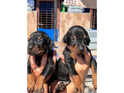 Doberman yavruları