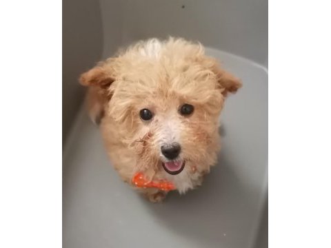 Toy poodle 3 aylık dişi