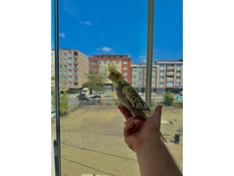 Ev üretimi sultan papağanı yavruları 5 & 3.5 aylık