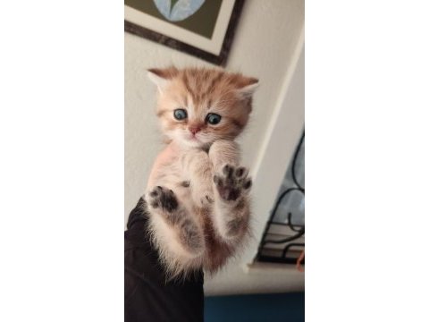 Orjinal british shorthair teslime hazır
