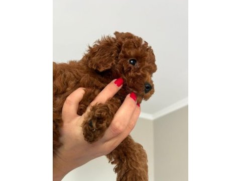 Evimizden toy poodle bebeklerimiz
