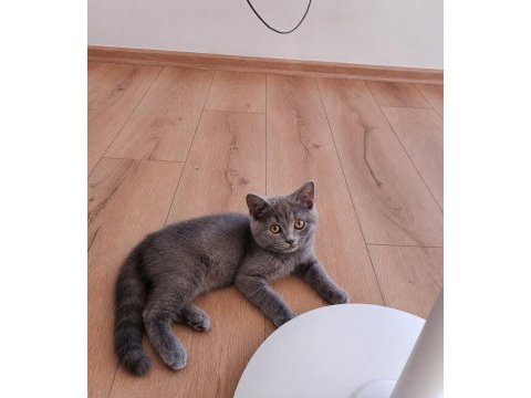 Şila ve paspas 85 günlük kedimiz