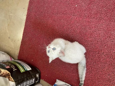 British shorthair erkek