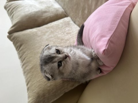 Scottish fold kedim çok oyuncu geceleri sakindir