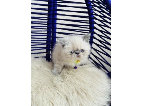Exotic shorthair sevimli yavrular