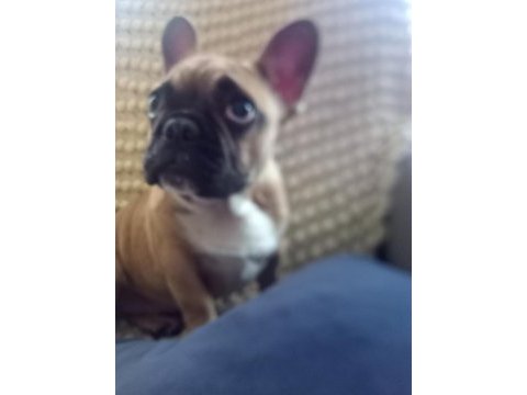 3 aylık yavru french bulldog konuşulur