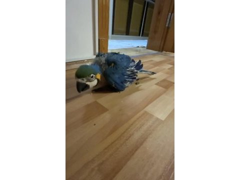 Orman bakanlığı belgeli yavru evcil sarı macaw papağanı