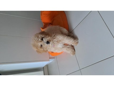 5 aylık fıstık kızım maltipoo