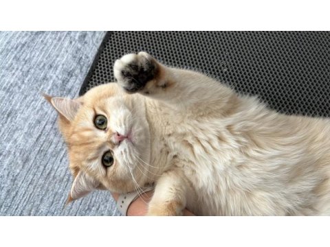 British ny12 erkek kedi