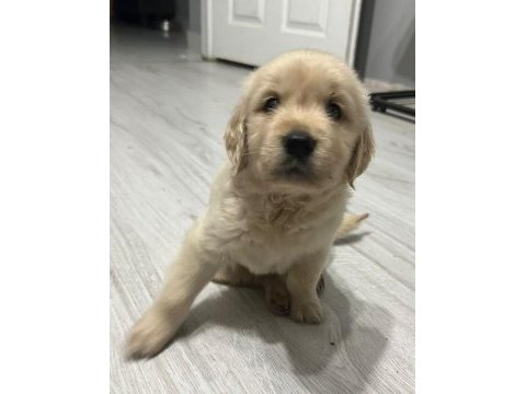 Basık burun golden retriever bebeklerim dişi