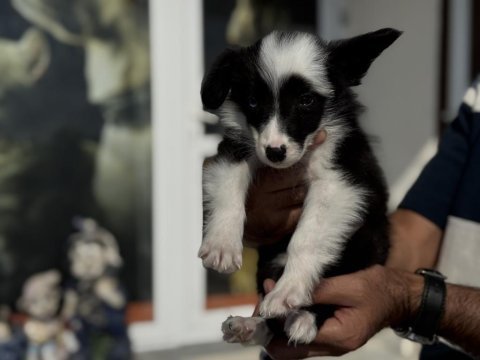 Zeka küpü border collie yavrularımız