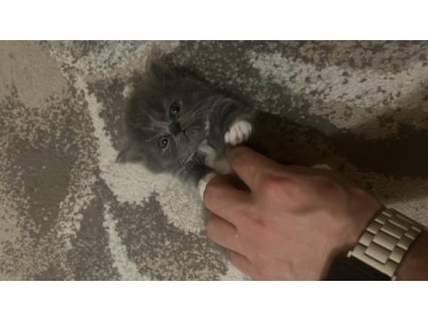 37 günlük kediler mama ve tuvalet eğitimleri var
