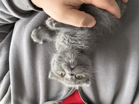 Irk garantili scottish fold