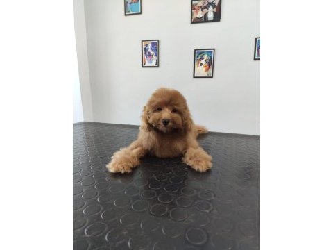 Toy poodle 4 aylık yavru