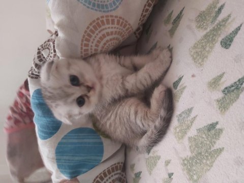 Scottish fold