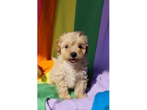 İnanılmaz güzellikte maltipoo yavrular