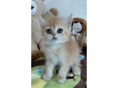 Safkan british shorthair yavrular