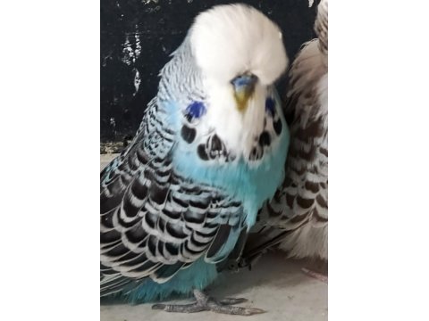 Jumbo muhabbet kuşu yavru