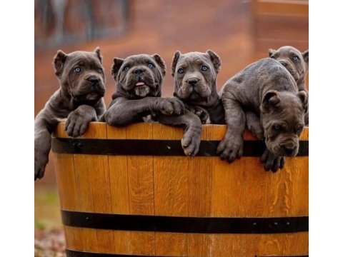 Profesyonel üretim çifliğinden cane corso kapıda ödeme