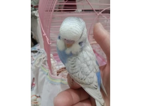 Jumbo yavrum