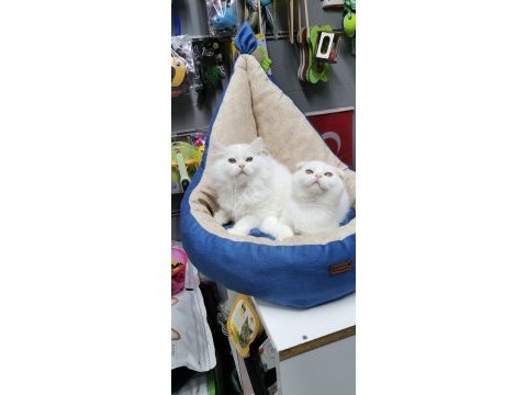 Koca kafa aslan yavrusu teslime hazır scottish fold