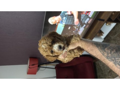 A kalite mini boy maltipoo köpekler