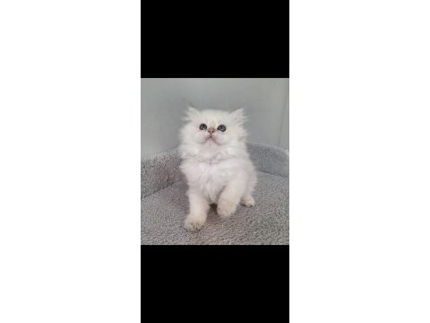 British longhair ny1133 erkek
