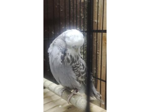 Maşallah show jumbo muhabbet kuşu damızlık ve yavrular