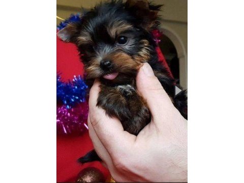 Safkan tea cup yorkshire terrier yavrularımız