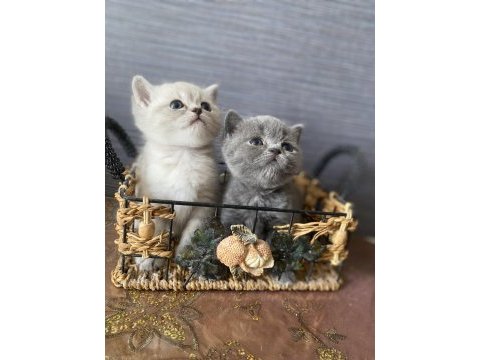 British shorthair gri