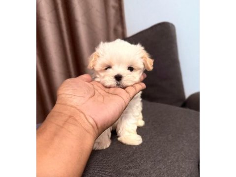 En özel maltipoo yavruları