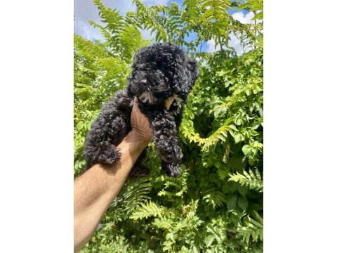 Çok sevimli ve oyuncu black poodle yavrumuz