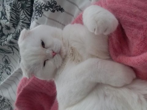 Scottish fold kızımıza yuva aile ariyoruz