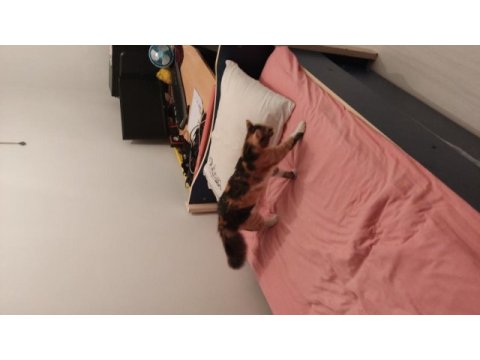 Sıcak yuva aranıyor kedimize