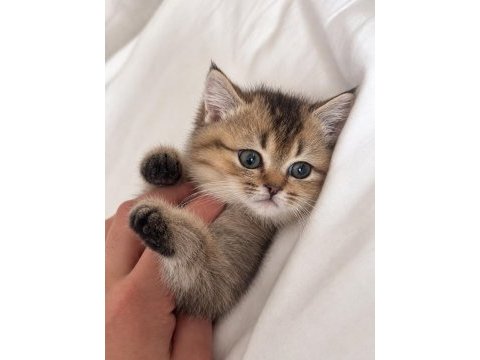 3 aylık dişi british shorthair yavru