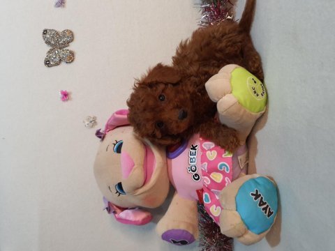 Irk ve sağlık garantili anne altından poodle yavrular