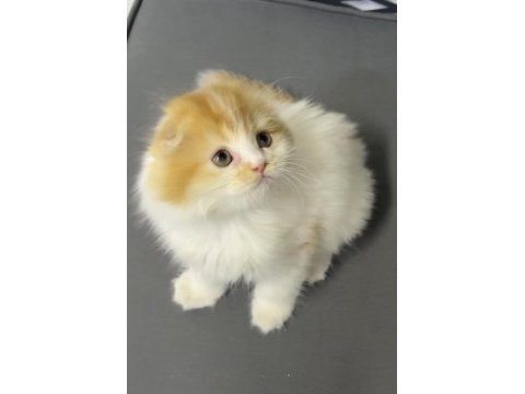 Saf ukrayna menşei scottish fold