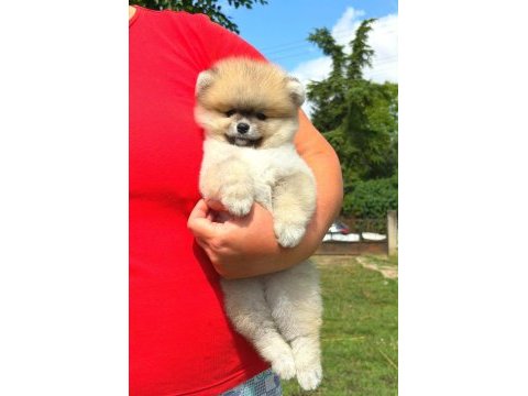 Yavru pomeranian boolarımız