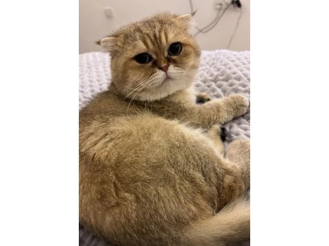 Scottish fold erkek