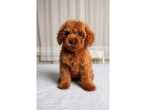 Sağlık garantili dişi red brown toy poodle