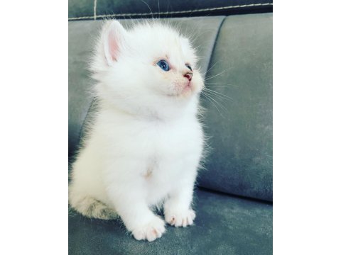 2 aylık british longhair bebekler