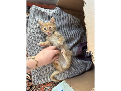 Sağlıklı melez bebek kediler