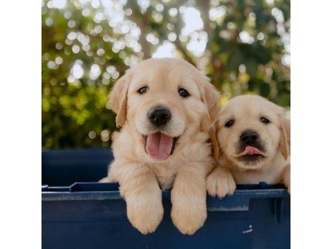 Golden retriever safkan