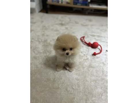 Teacup pomeranian dişi 3 aylık çipli