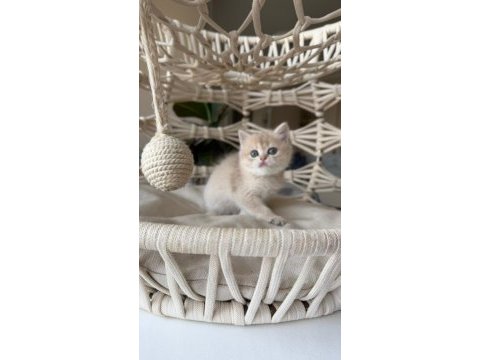 Özel renk british shorthair yavrular