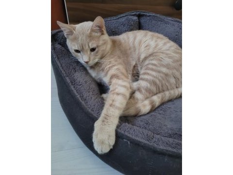 Tekir kedi ilanı